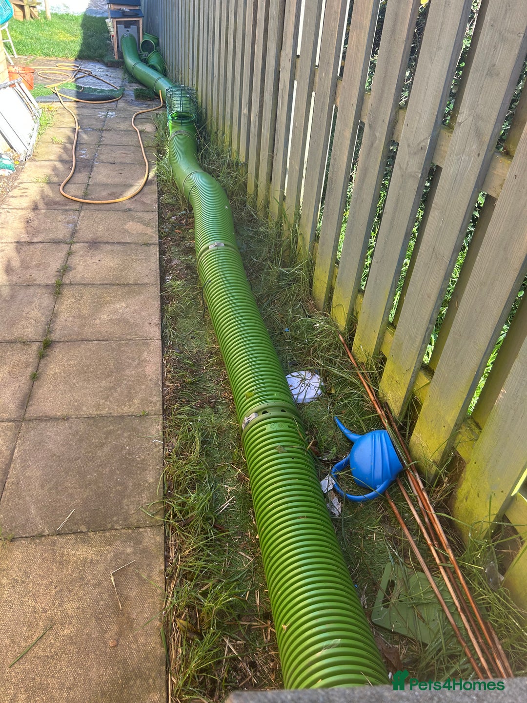 Mixed Breed rabbits for sale: Bonded family of rabbits - Image 7