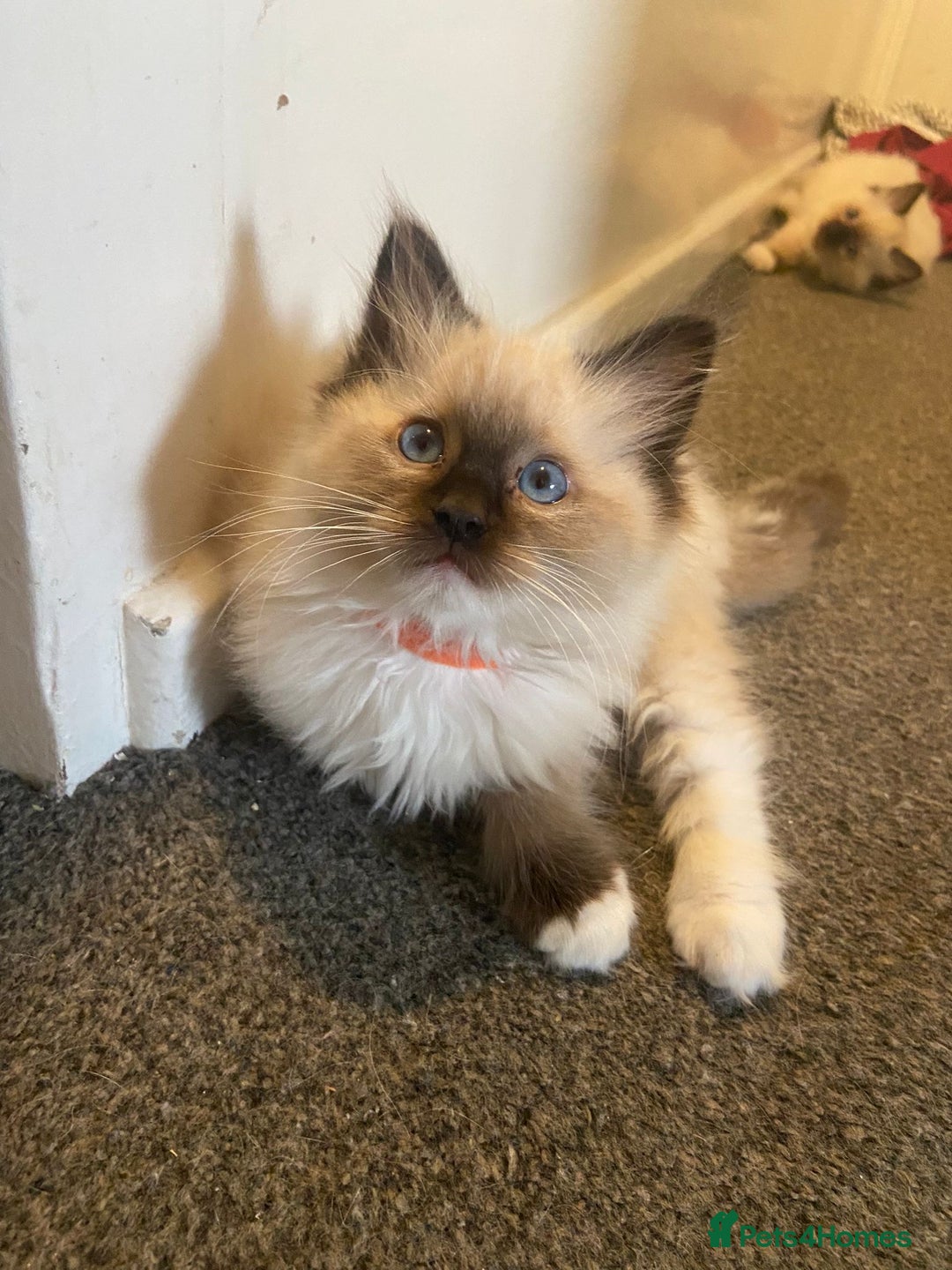 Ragdoll cats for sale: Tica Registered Ragdolls - Advert 15