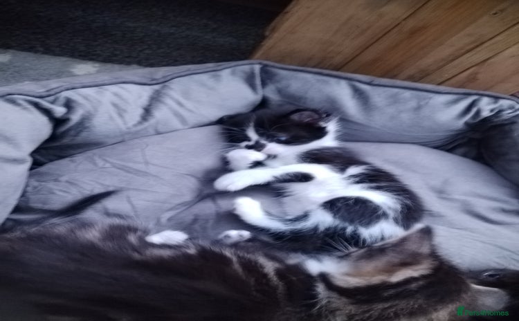 Maine Coon cats - Advert 4