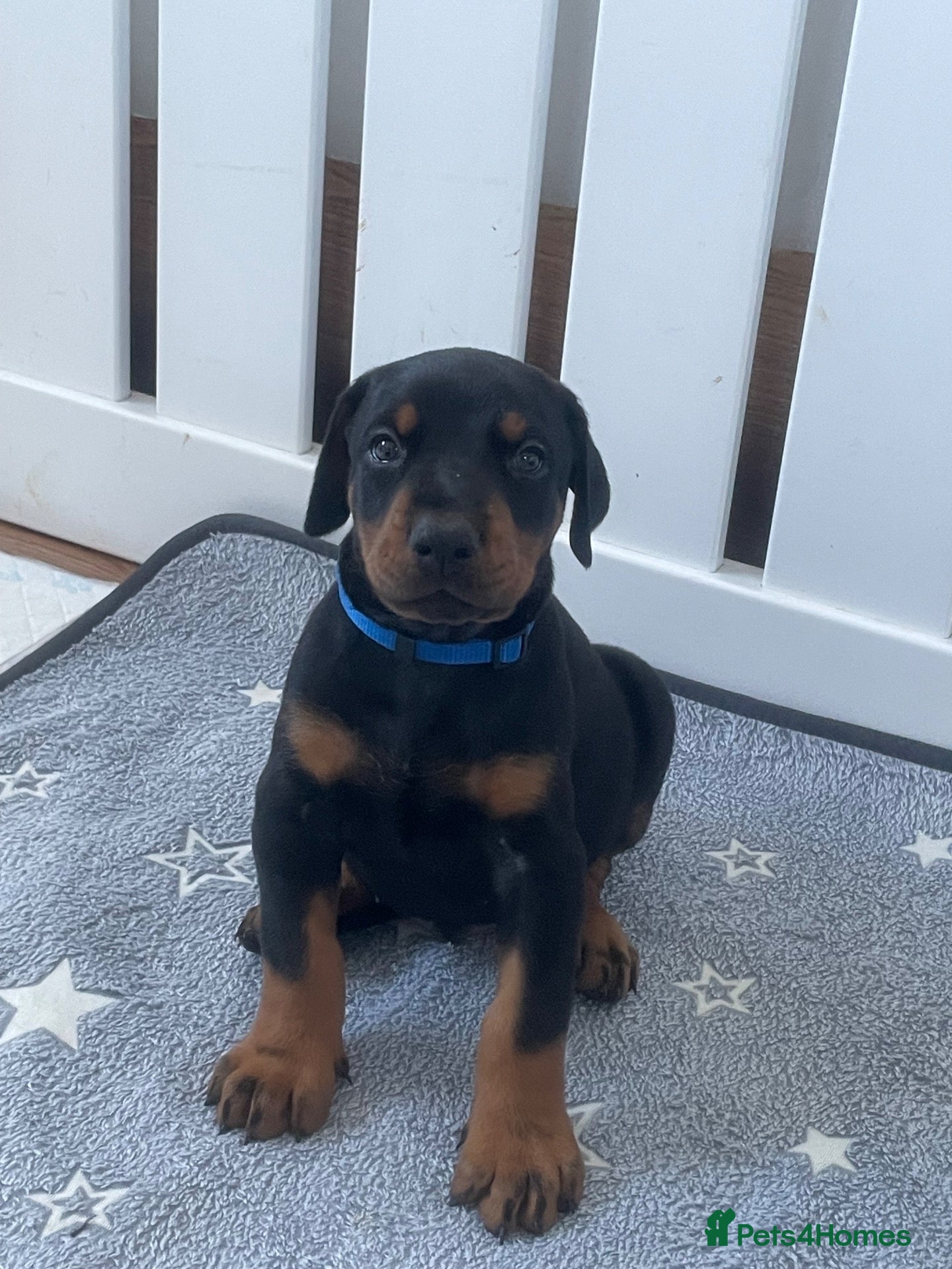 Dobermann dogs KC Reg Doberman - Health tested parents - Advert 2