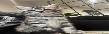 British Shorthair Kitten 1