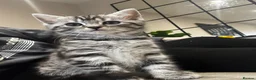 British Shorthair cats for sale: British short hair cross kittens  in Willenhall - Advert 16