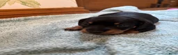 Miniature Dachshund dogs for sale: ADORABLE Miniature Dachshund KC Pups  - Advert 25