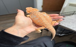 Bearded Dragon reptiles for sale: Young Bearded Dragon with Full Set Up New - Image 7