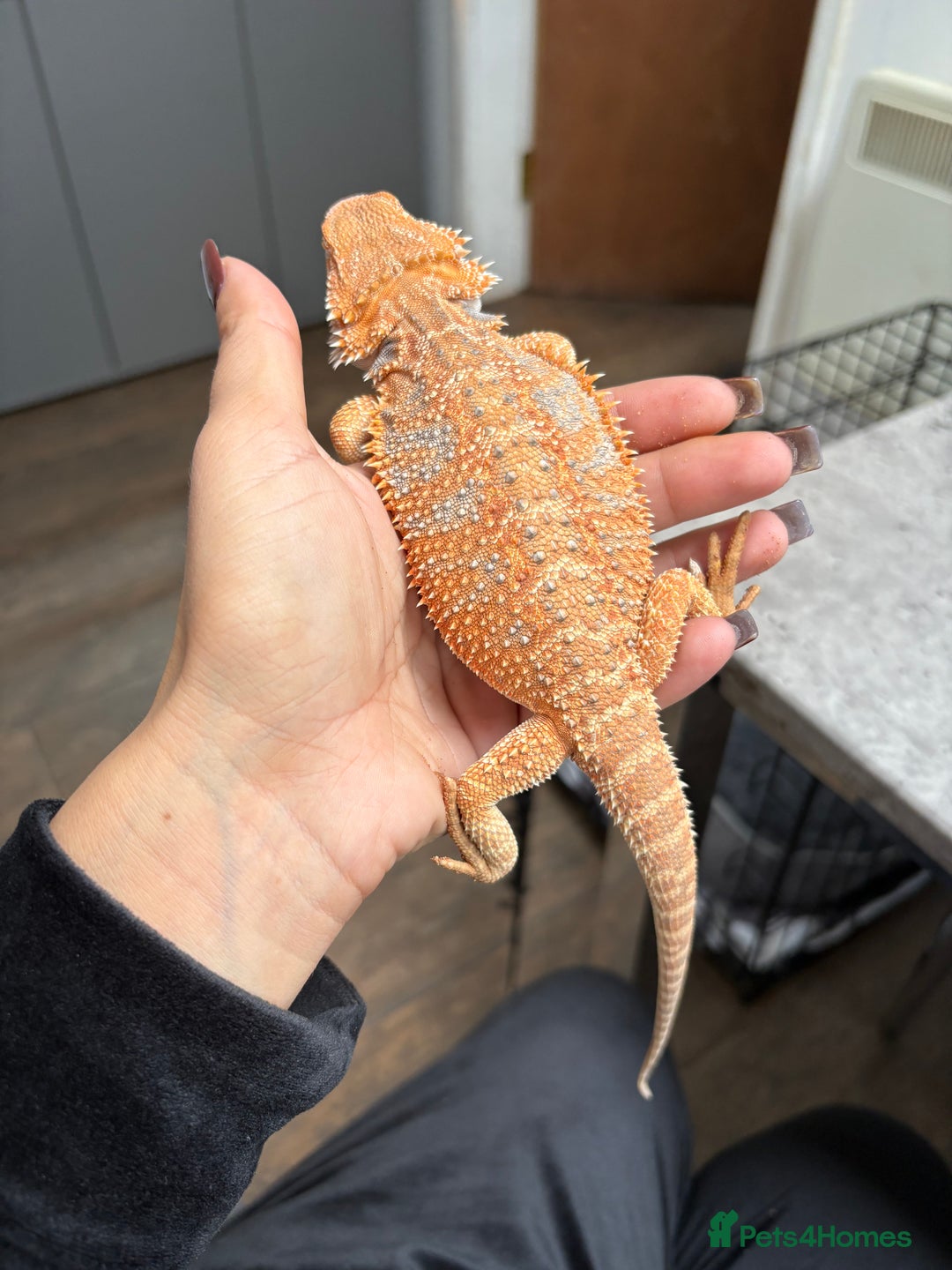 Bearded Dragon reptiles for sale: Young Bearded Dragon with Full Set Up New - Image 7