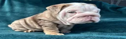 English Bulldog dogs for sale: 🌟 Quality English Bulldog Puppies ⭐️  - Advert 20