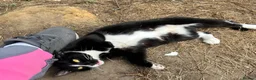 Mixed Breed cats for sale: Beautiful Bengal Cross Kittens – 2 Boys & 2 Girls - Advert 1