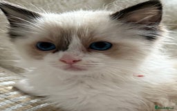 Ragdoll cats for sale: 💙🩷GCCF RAGDOLL KITTENS M&F 9WKS NEUT & SPAYED 🥇 - Image 12