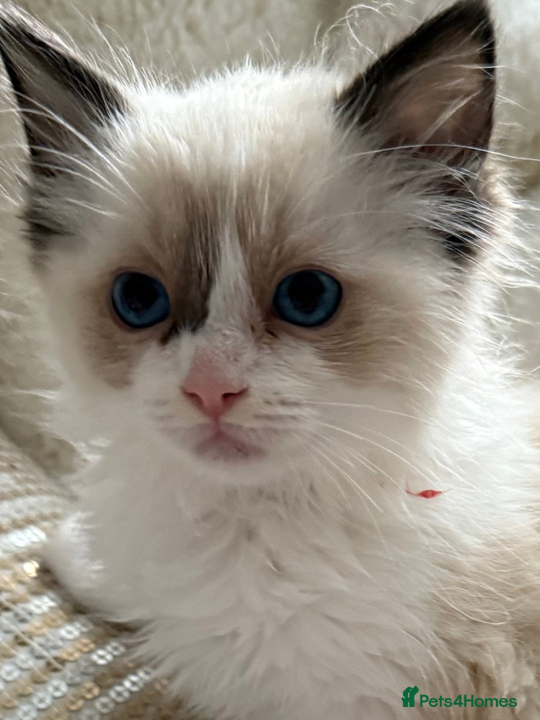 Ragdoll cats for sale: 💙🩷GCCF RAGDOLL KITTENS M&F 9WKS NEUT & SPAYED 🥇 - Image 12