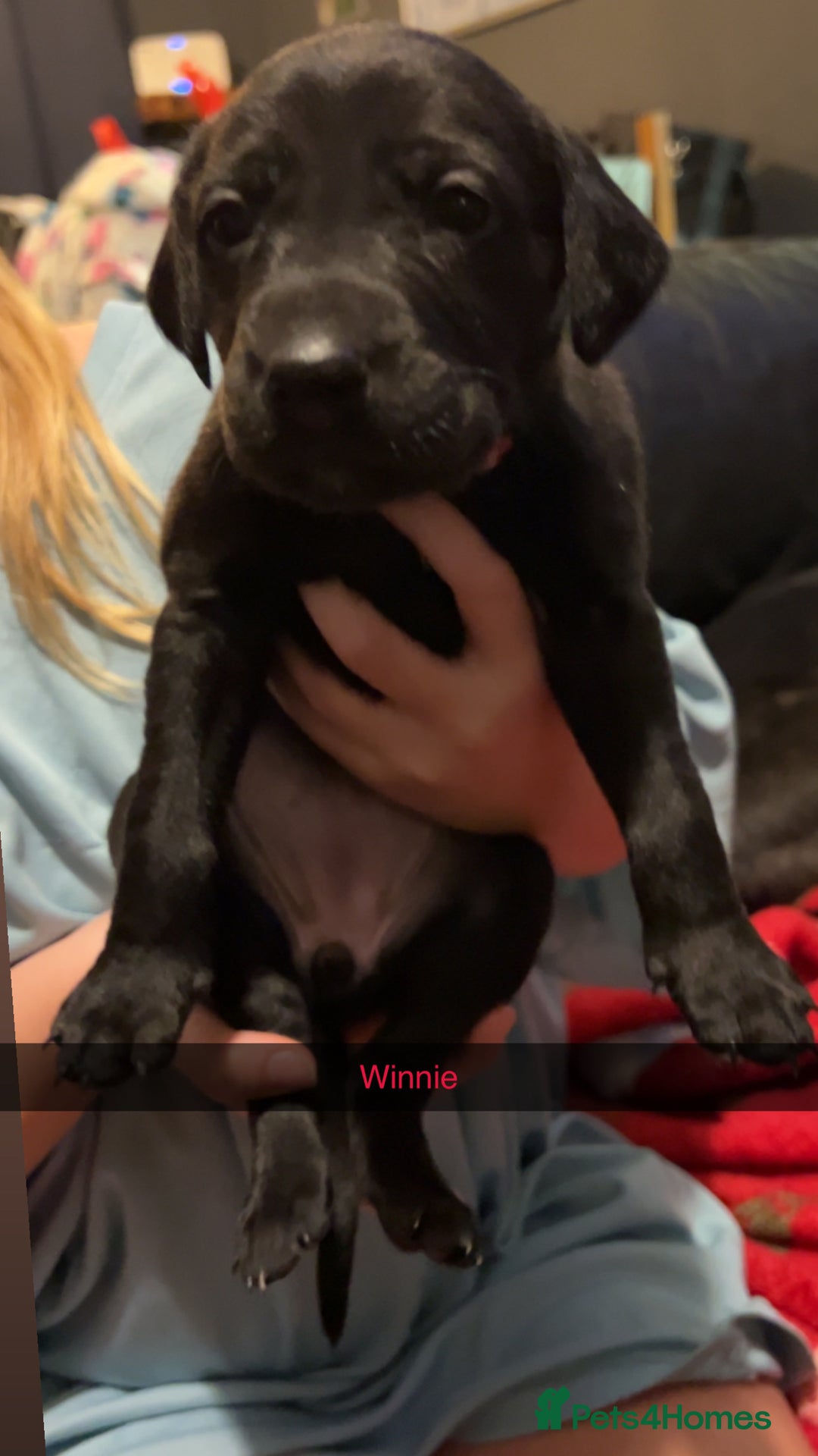 Lurcher dogs for sale: Lurcher pups  - Advert 2