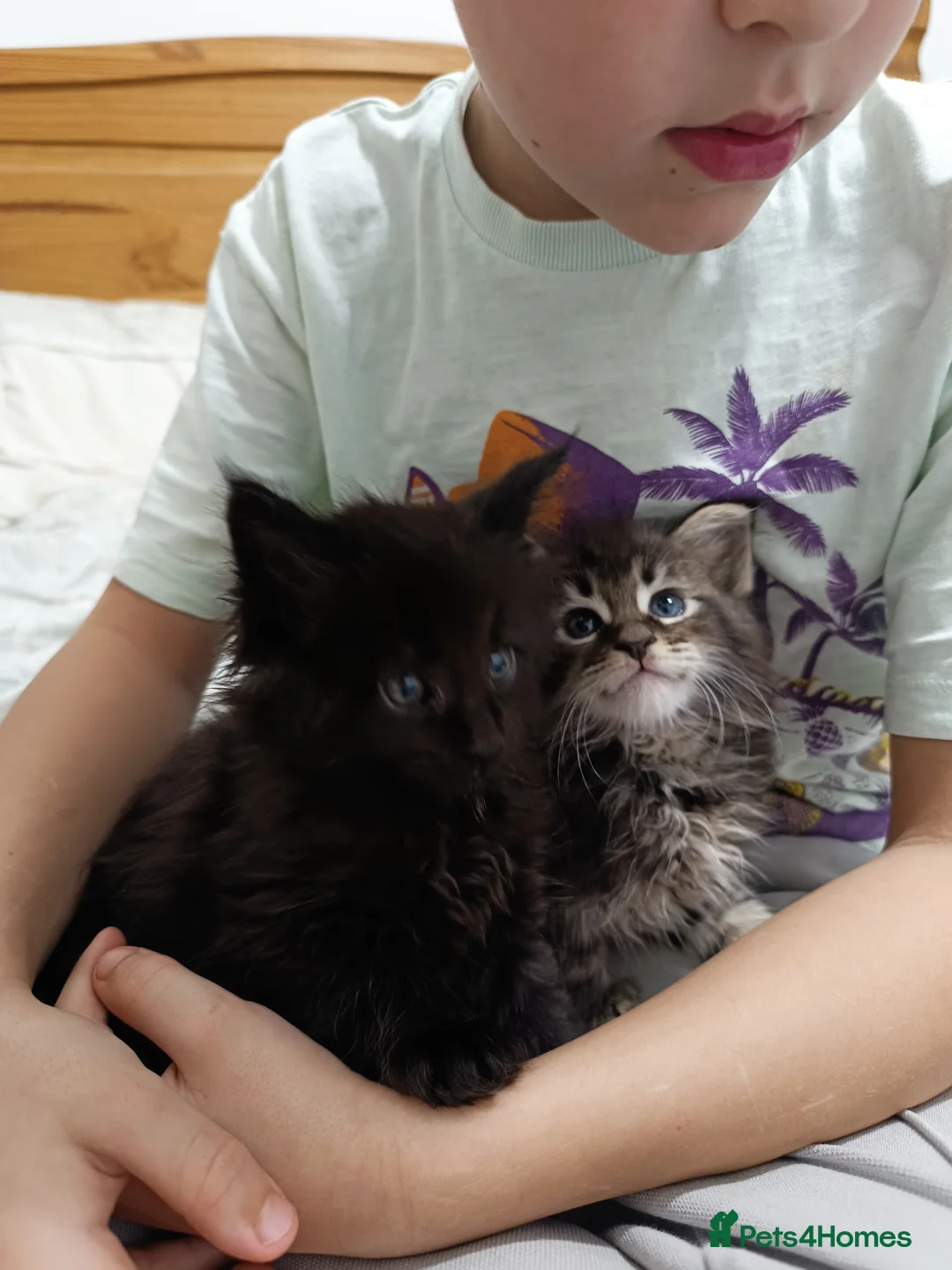 Maine Coon cats for sale: Maine Coon kittens boy and girl  - Advert 17