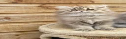 Persian cats for sale: BEAUTIFUL DOLL FACE FULL PERSIAN LONG HAIR KITTEN - Advert 20