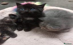 Mixed Breed cats for sale: Six beautiful mixed breed kittens  - Image 4