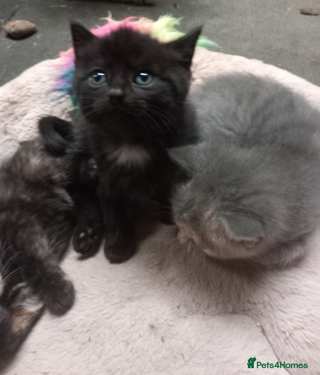 Mixed Breed cats for sale: Six beautiful mixed breed kittens  - Image 4