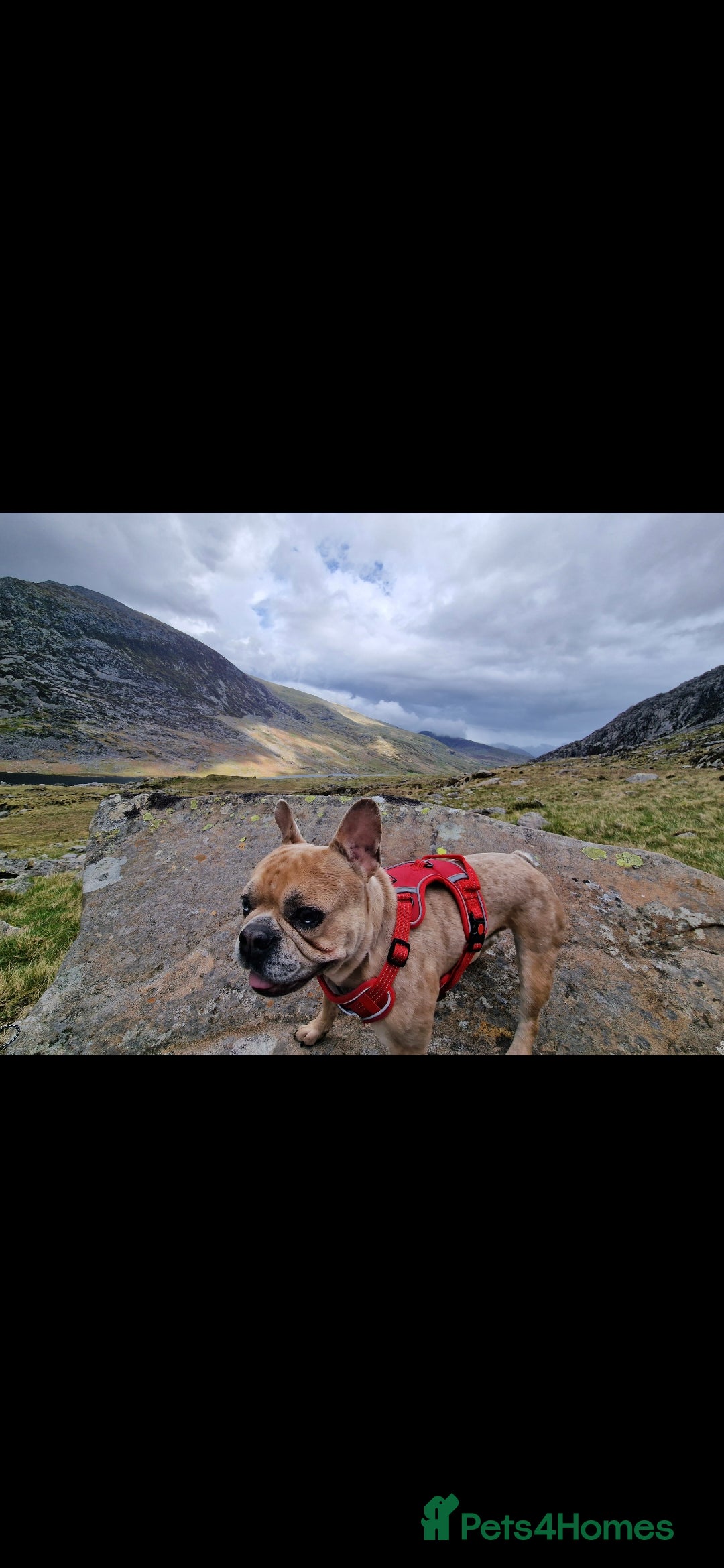 French Bulldog dogs for sale: Oreoo - Advert 2