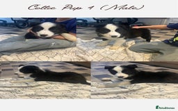 Border Collie dogs for sale: 5 Border Collie Pups  - Image 4