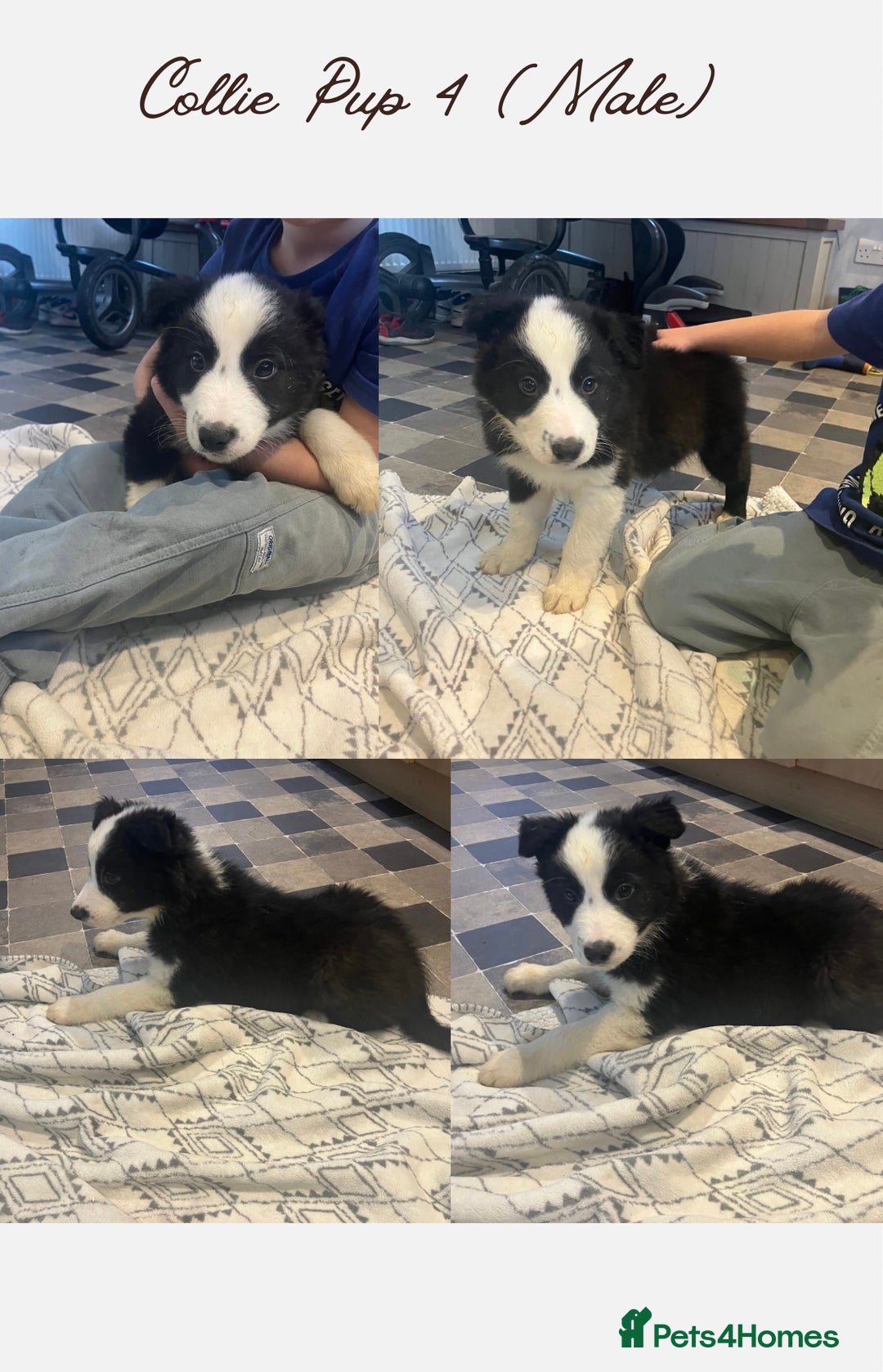 Border Collie dogs for sale: 5 Border Collie Pups  - Image 4