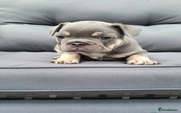 French Bulldog dogs for stud: Captain Cooper 🏅 in Grimsby - Image 5