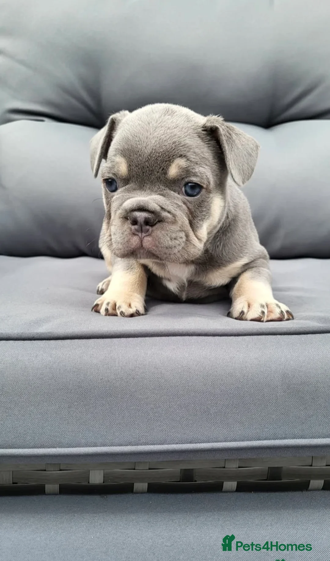 French Bulldog dogs for stud: Captain Cooper 🏅 in Grimsby - Advert 5