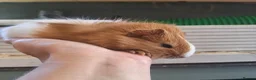 Guinea Pig rodents for sale: Baby Guinea pigs  ready now  - Advert 2