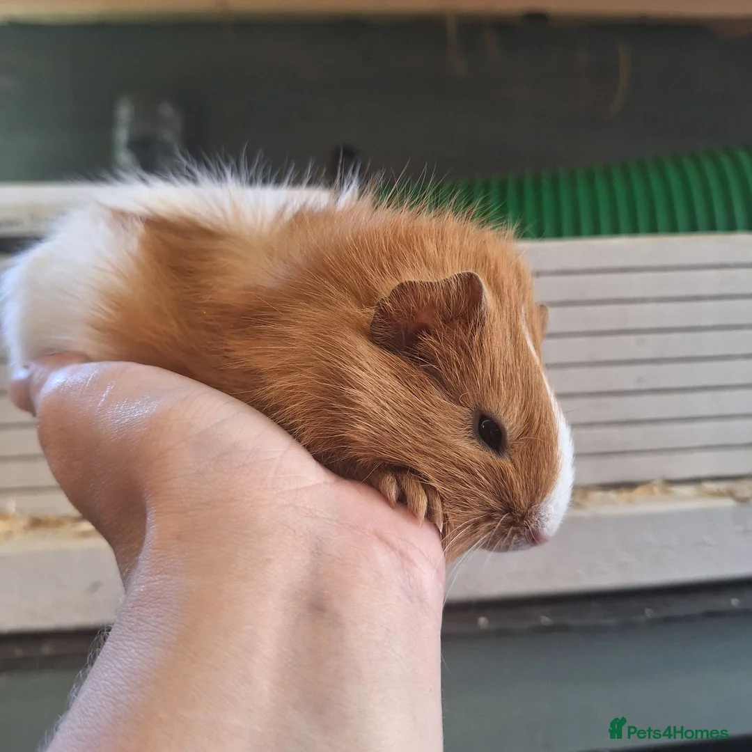 Guinea Pig rodents for sale: Baby Guinea pigs  ready now  - Advert 2