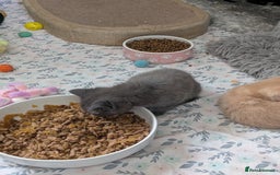 Mixed Breed cats for sale: Siamese/ragdoll/Scottish fold  - Image 23