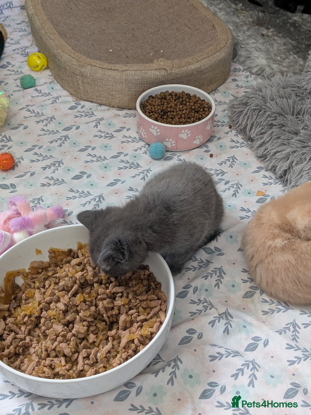 Mixed Breed cats for sale: Siamese/ragdoll/Scottish fold  - Image 23