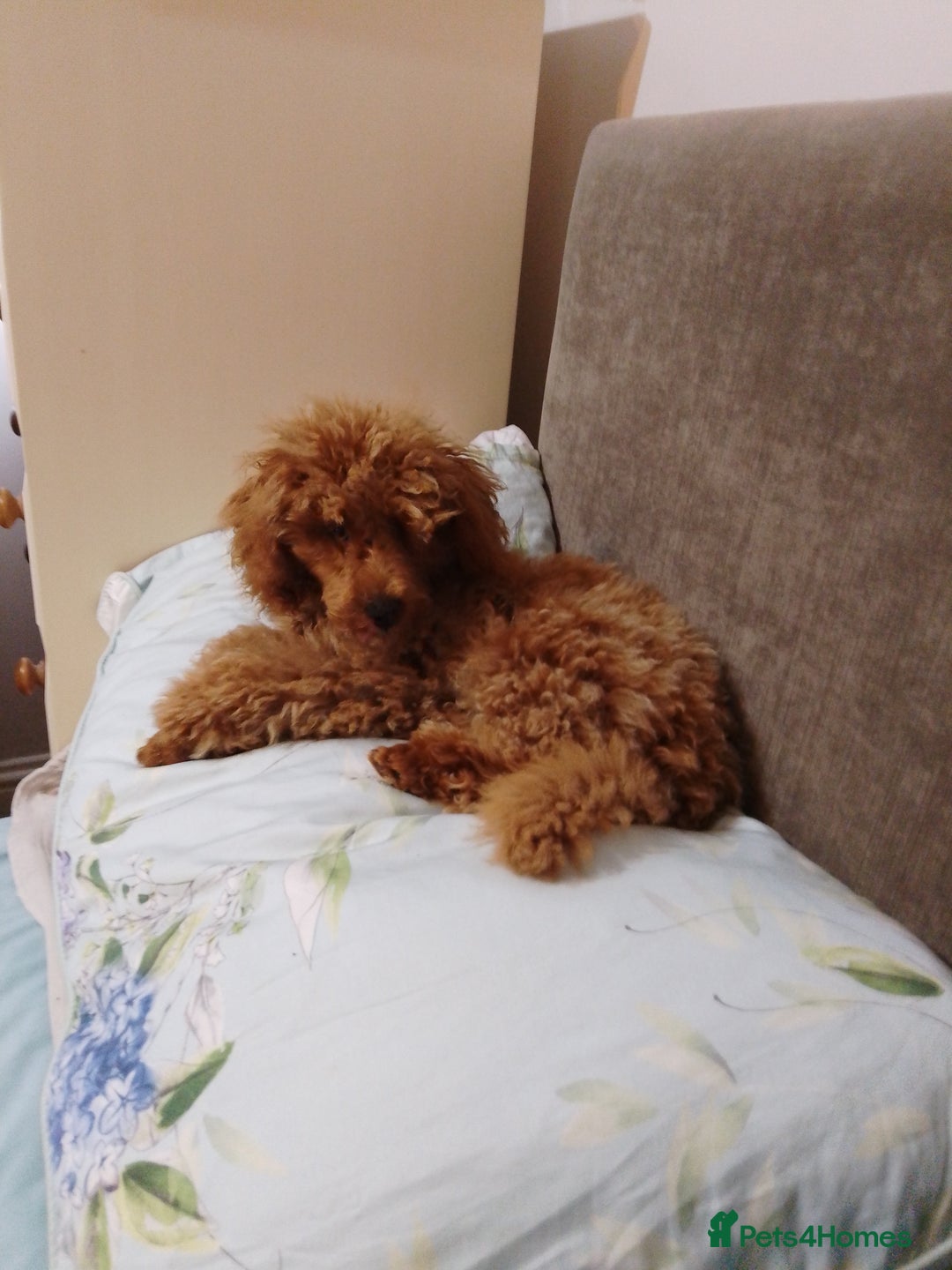 Toy Poodle dogs for sale: Toy poodle KC reg vaccinated  in Sleaford - Image 1