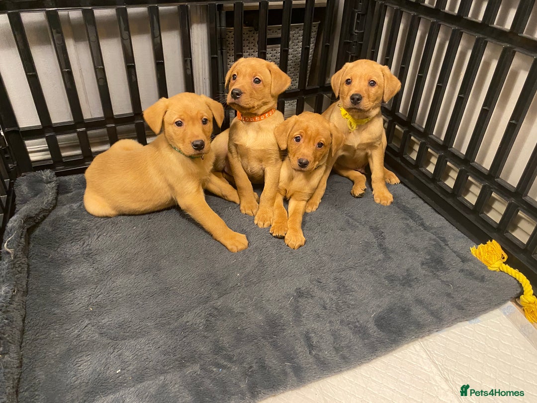 Labrador Retriever dogs for sale: KC Registered Labrador Male Pups READY NOW  - Advert 13