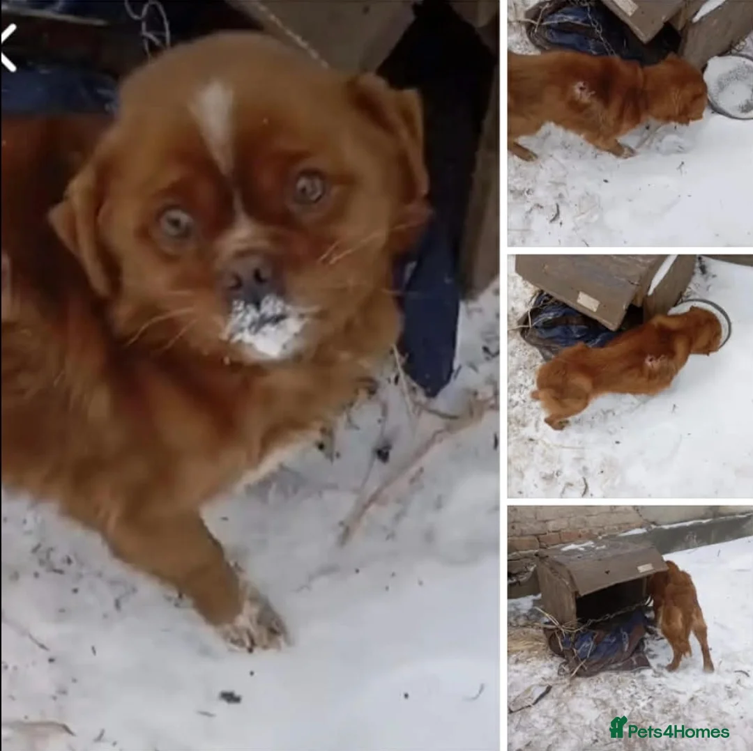 Mixed Breed dogs for adoption: 💙🐶 BONIK – TWO PERSONALITIES IN ONE LITTLE BODY in Burton-on-Trent - Advert 19