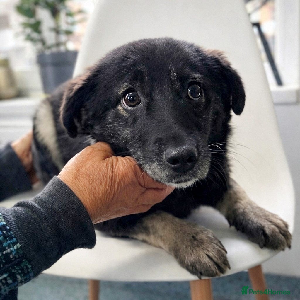 Mixed Breed dogs 🐾🌸 LIA – The Railway Miracle Baby 🌸🐾 - Advert 3