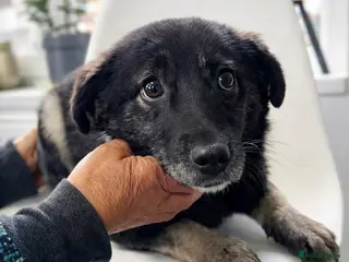 Mixed Breed dogs 🐾🌸 LIA – The Railway Miracle Baby 🌸🐾 - Advert 6