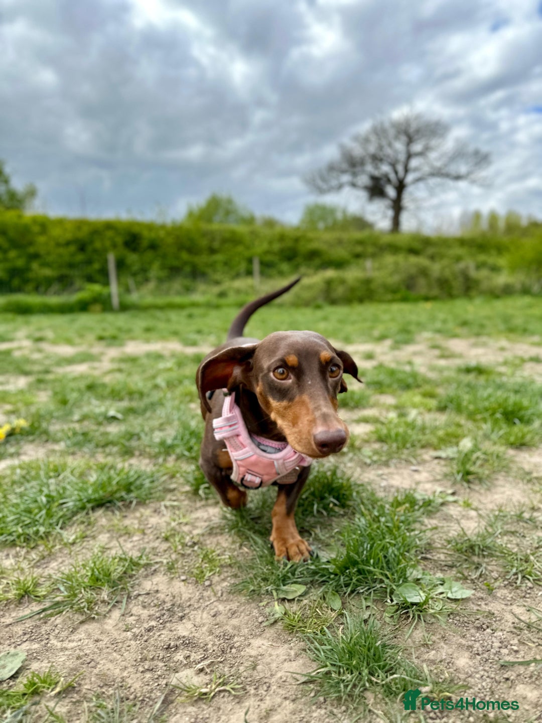 Dachshund dogs for sale: READY FOR NEW HOME 🐶 - Advert 18