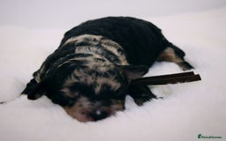 Cavapoo dogs for sale: Extensively health tested F1b curly Cavapoos  - Image 28