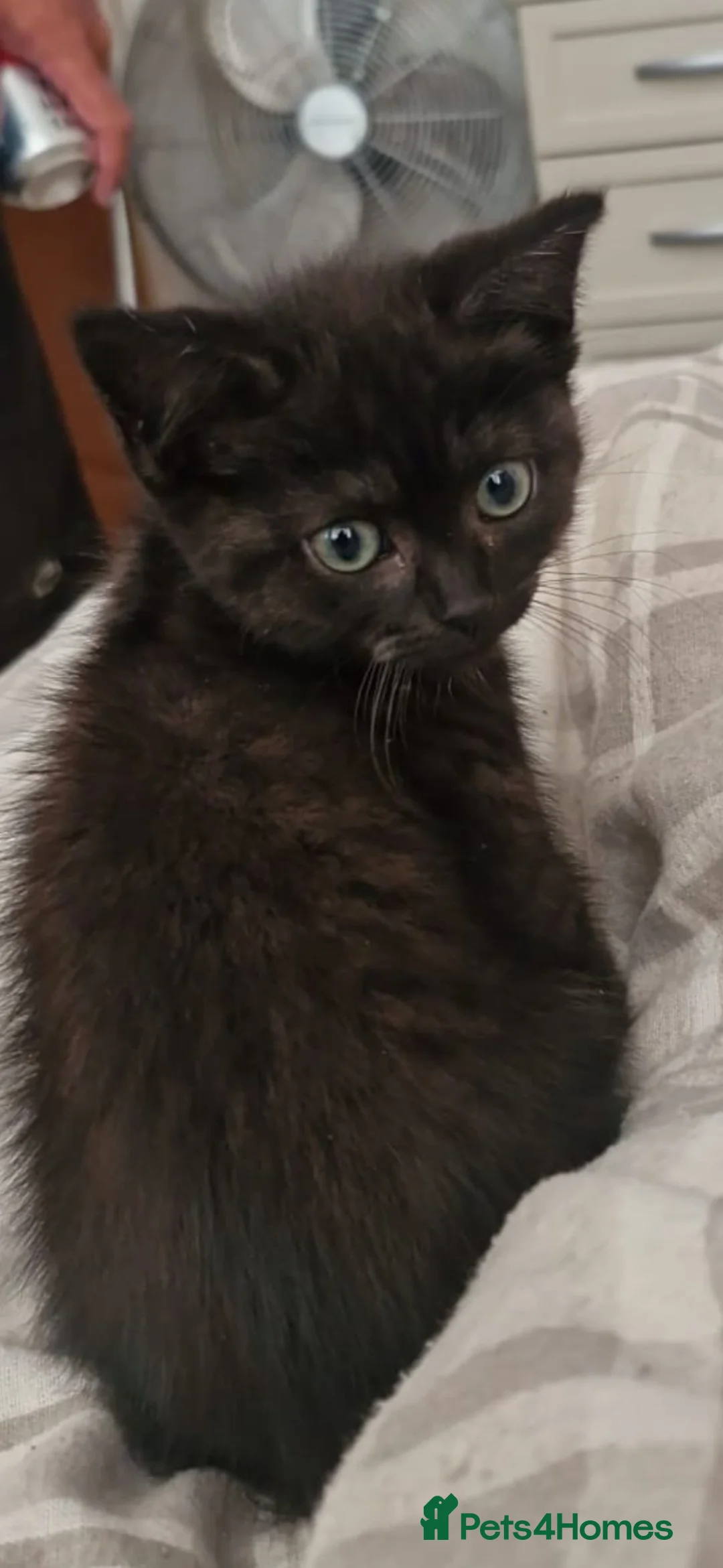 Mixed Breed cats for sale: Smoke half bsh kitten ready now  - Advert 2