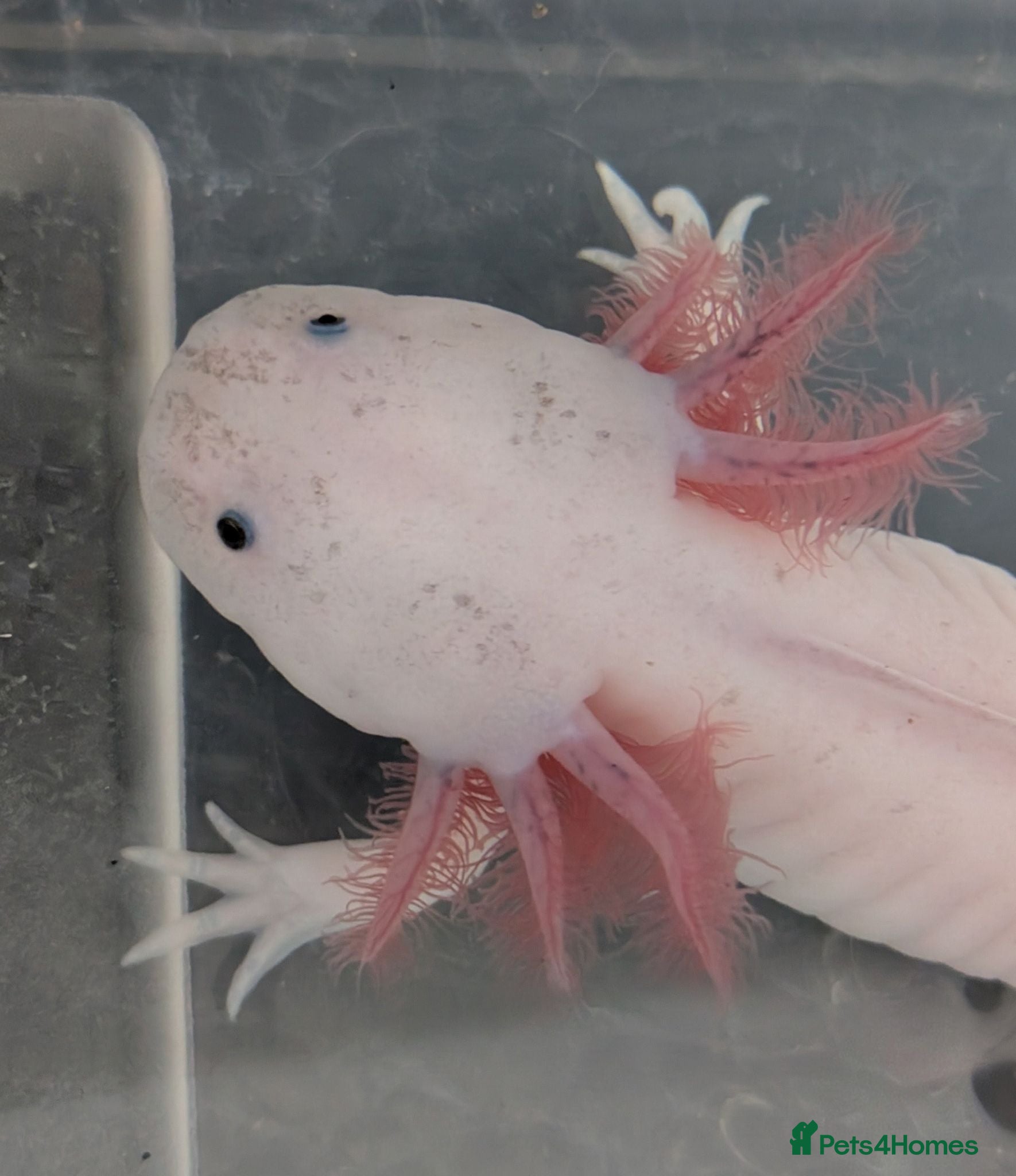 Axolotl reptiles Junior Axolotls - LIMITED AVAILABILITY -READY NOW! - Advert 2