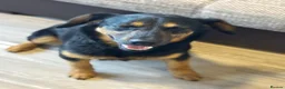 Mixed Breed dogs for adoption: CUTE DEZSO NEEDS LOVE - Advert 3