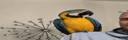 Macaws birds for sale: Blue and gold macaw  - Advert 1