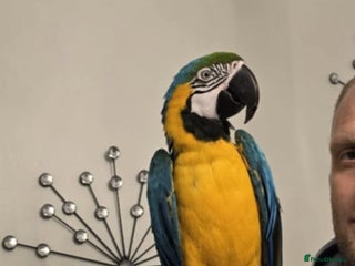 Macaws birds Blue and gold macaw - Advert 1