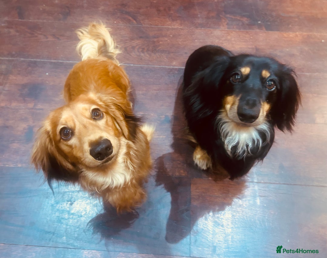 Miniature Dachshund dogs for stud: Black long haired miniature dachshund for stud  - Image 3