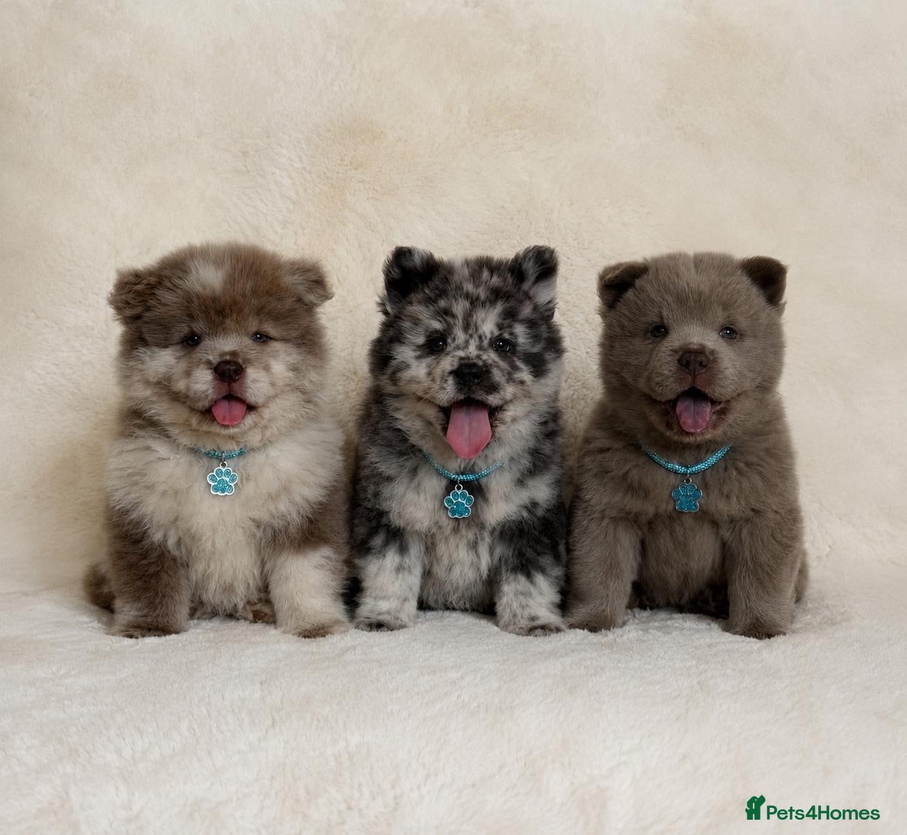 Chow Chow dogs Exotic colour pure chow chow puppies for sale  - Advert 1