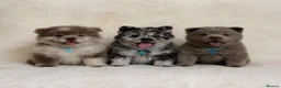 Chow Chow dogs for sale: Exotic colour pure chow chow puppies for sale  - Advert 1
