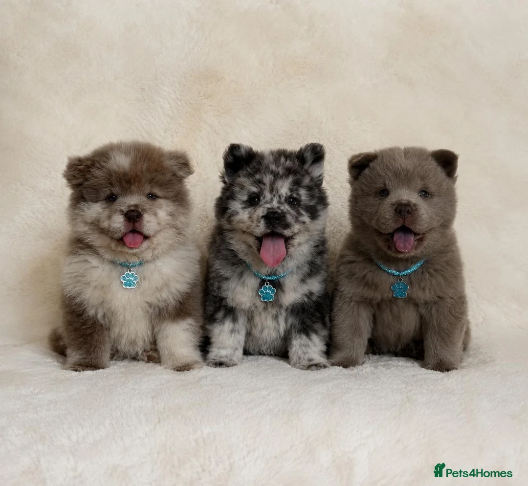 Chow Chow dogs for sale: Exotic colour pure chow chow puppies for sale  - Advert 1