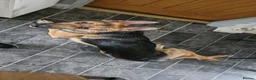 German Shepherd dogs for sale: URGENT REHOMING NEEDED - Advert 3