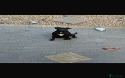 Cane Corso dogs for sale: Cane Corso girl  - Image 1