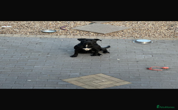 Cane Corso dogs - Advert 2
