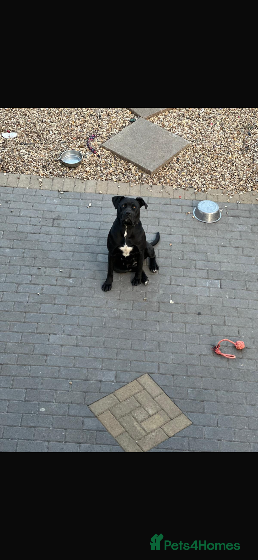 Cane Corso dogs for sale: Cane Corso girl  - Image 1