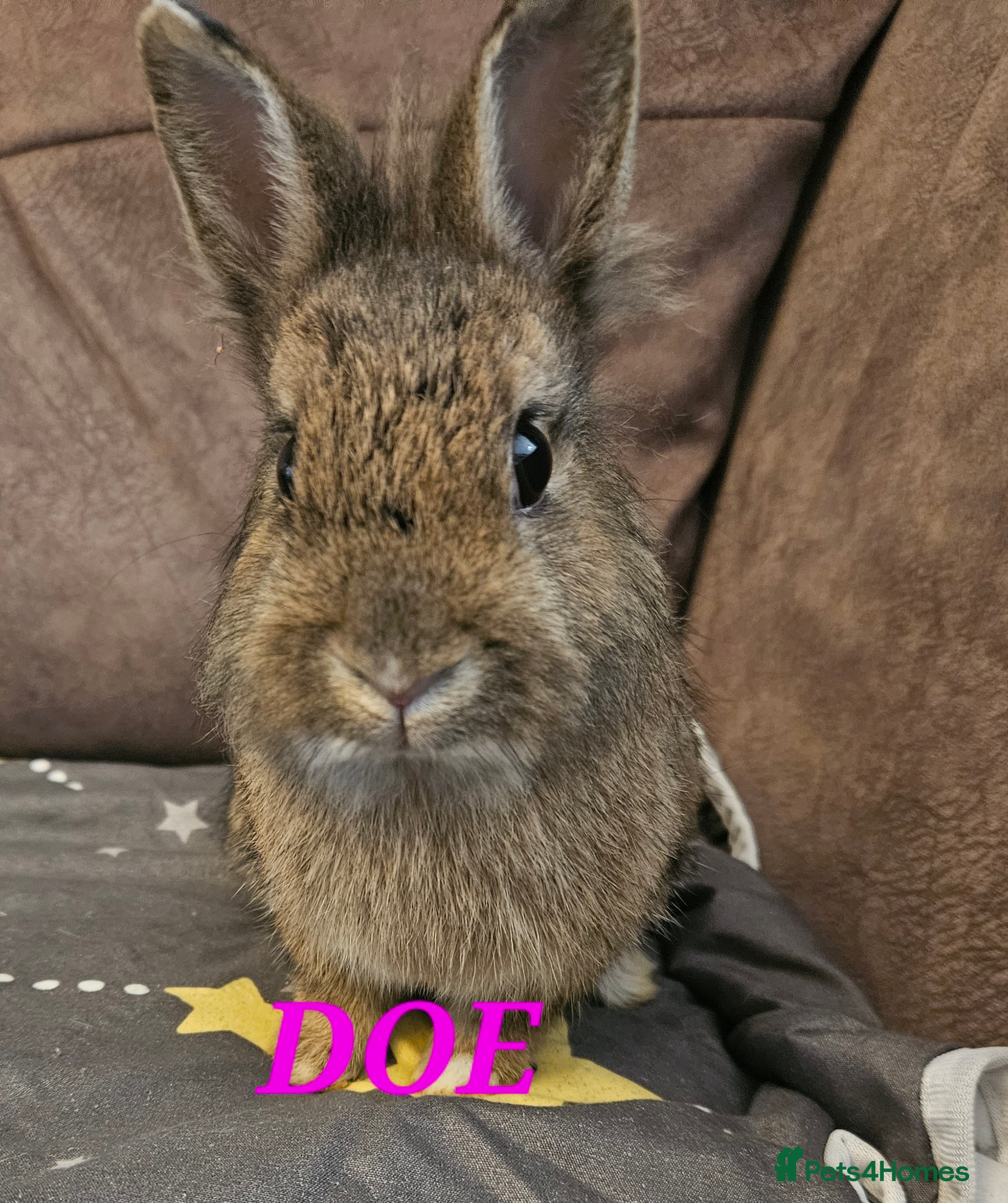 Netherland Dwarf rabbits Netherland dwarf 🩷 - Advert 5