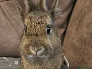 Netherland Dwarf rabbits Netherland dwarf 🩷 - Advert 19