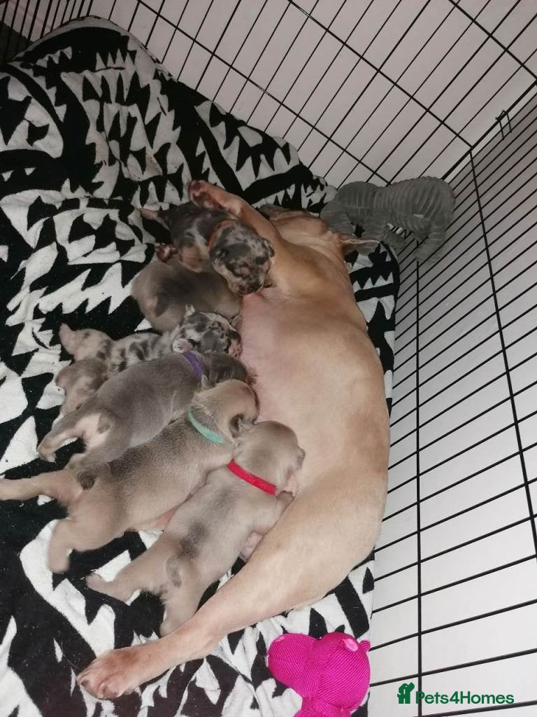 French Bulldog dogs for sale: Beautiful French Bulldog Puppies – 6 Available 🐾 in Colchester - Advert 2